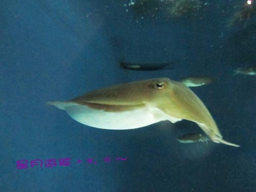 a2江之島水族館 (4)