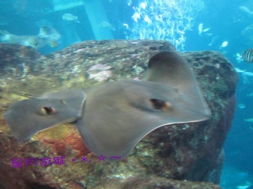 a2江之島水族館 (1)