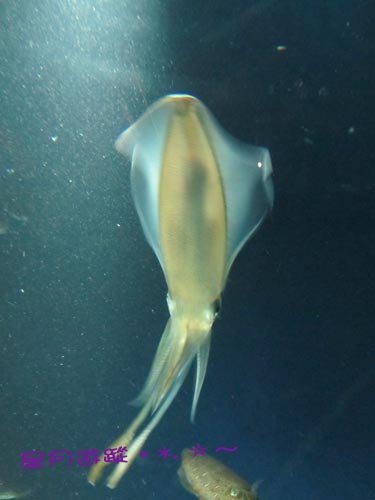 a2江之島水族館 (5)