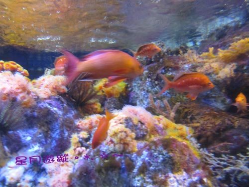 a2江之島水族館(16)