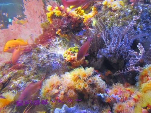 a2江之島水族館(15)