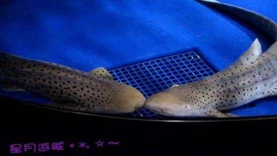 a2江之島水族館(16)2