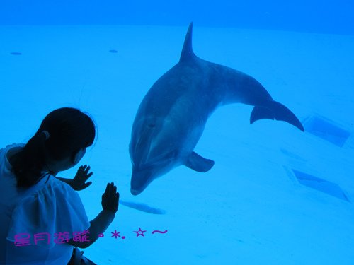 c1名古屋港水族館 (8)