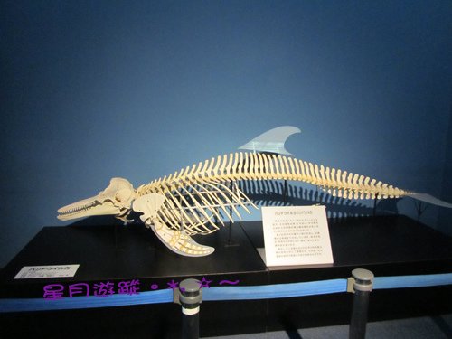c1名古屋港水族館 (12)