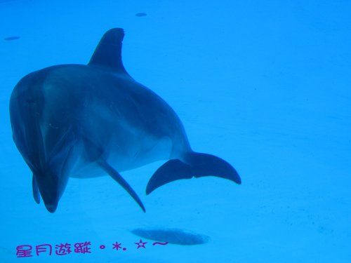 c1名古屋港水族館 (7)
