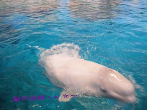 c1名古屋港水族館 (15)