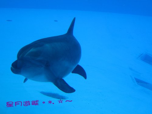 c1名古屋港水族館 (6)