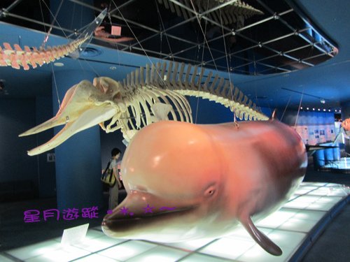 c1名古屋港水族館 (13)