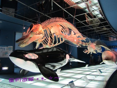 c1名古屋港水族館 (14)