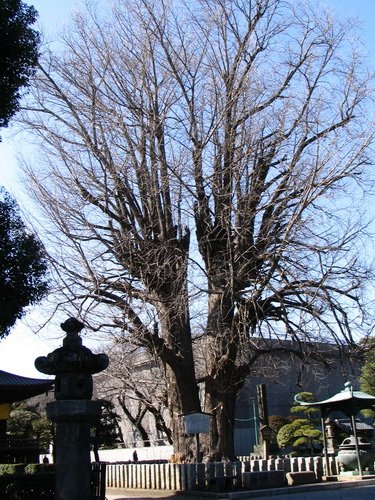 b05寺梅10