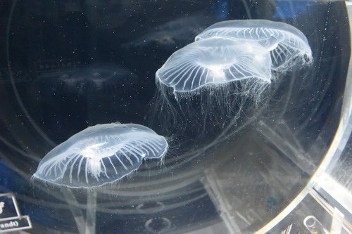 B1京都水族館 (7)