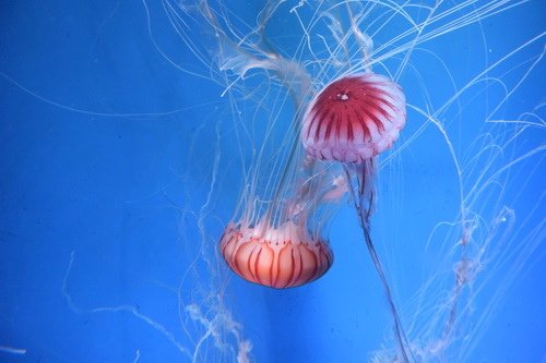 B1京都水族館 (2)
