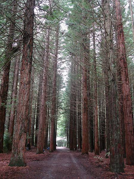 Redwoods是很美的樹林