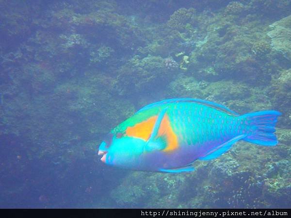 TW＊墾丁浮潛推薦。萬里桐‧水到魚行浮潛館