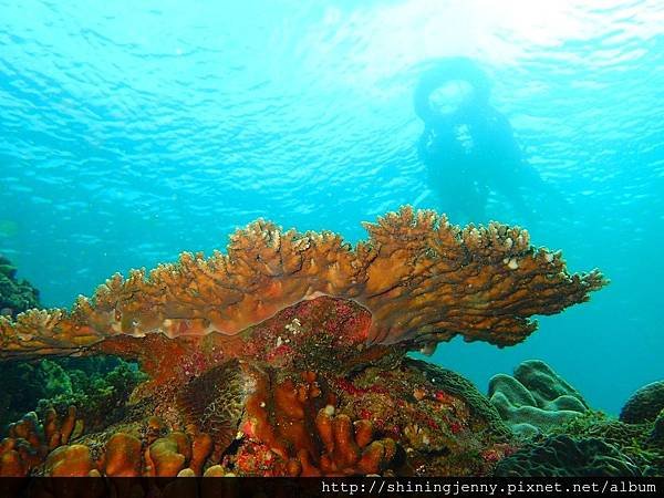 TW＊墾丁浮潛推薦。萬里桐‧水到魚行浮潛館