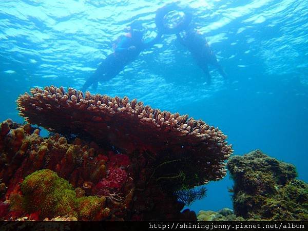 TW＊墾丁浮潛推薦。萬里桐‧水到魚行浮潛館