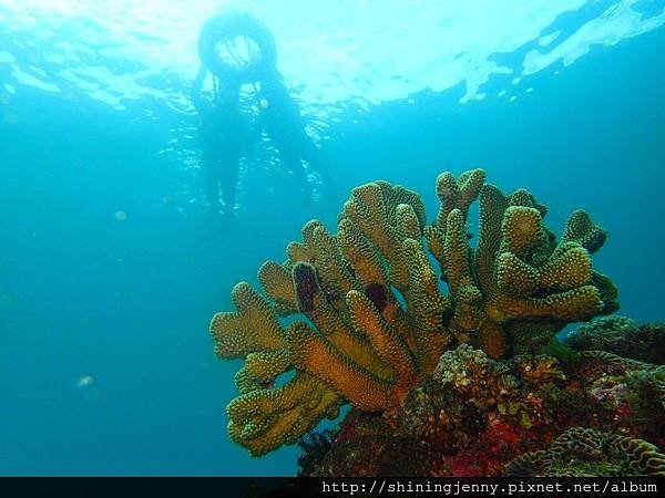 TW＊墾丁浮潛推薦。萬里桐‧水到魚行浮潛館