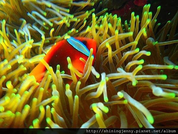 TW＊墾丁浮潛推薦。萬里桐‧水到魚行浮潛館