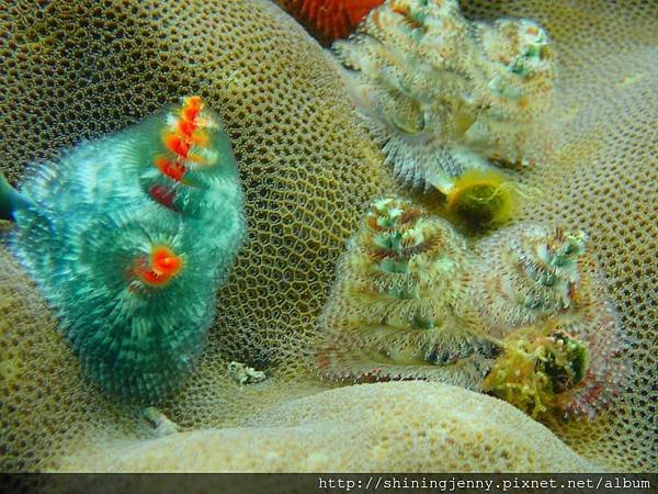 TW＊墾丁浮潛推薦。萬里桐‧水到魚行浮潛館