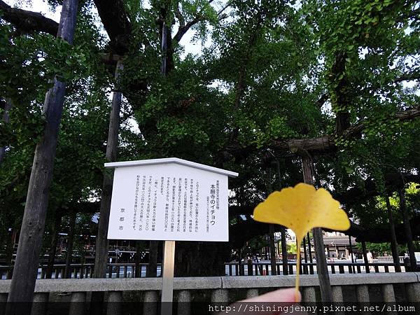 JP＊2017日本京都自由行。西本願寺-世界文化遺產、東本願