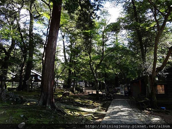 JP * 2017日本京都奈良自由行。奈良-鹿群‧東大寺‧二