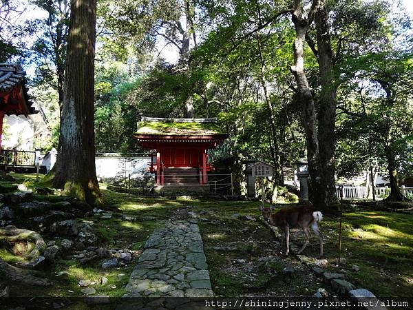 JP * 2017日本京都奈良自由行。奈良-鹿群‧東大寺‧二