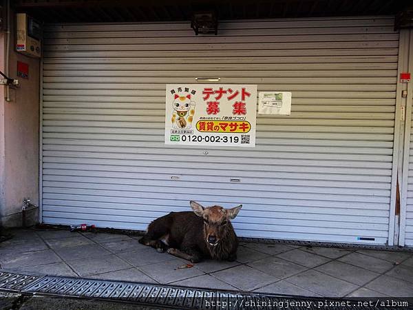 JP * 2017日本京都奈良自由行。奈良-鹿群‧東大寺‧二