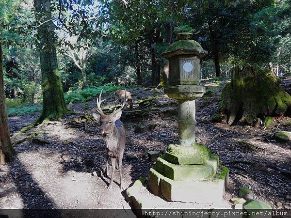 JP * 2017日本京都奈良自由行。奈良-鹿群‧東大寺‧二