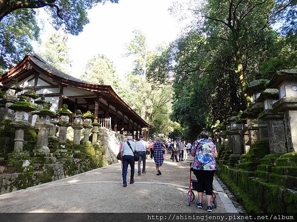 JP * 2017日本京都奈良自由行。奈良-鹿群‧東大寺‧二