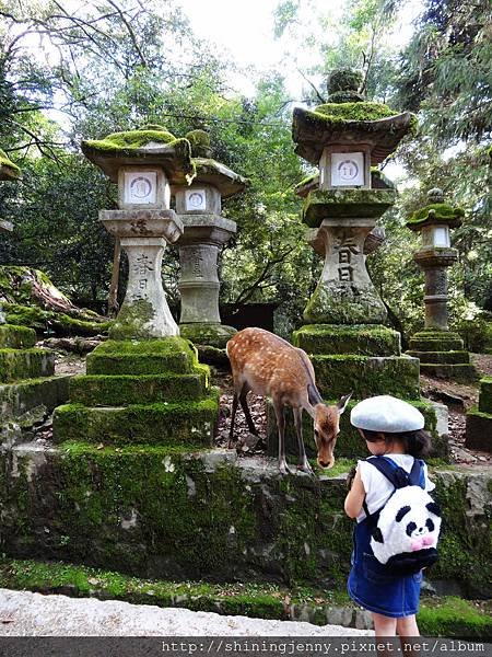 JP * 2017日本京都奈良自由行。奈良-鹿群‧東大寺‧二