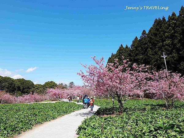 TW＊2019武陵櫻花季。福壽山農場千櫻園【雄獅旅行社參團心