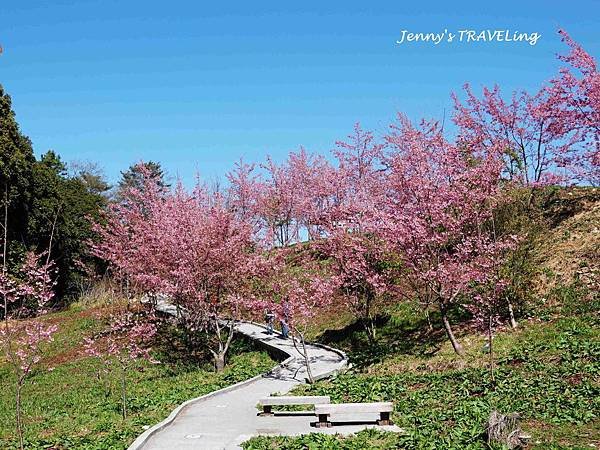 TW＊2019武陵櫻花季。福壽山農場千櫻園【雄獅旅行社參團心