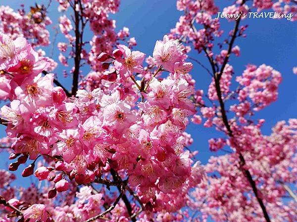 TW＊2019武陵櫻花季。福壽山農場千櫻園【雄獅旅行社參團心