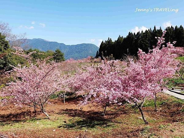 TW＊2019武陵櫻花季。福壽山農場千櫻園【雄獅旅行社參團心