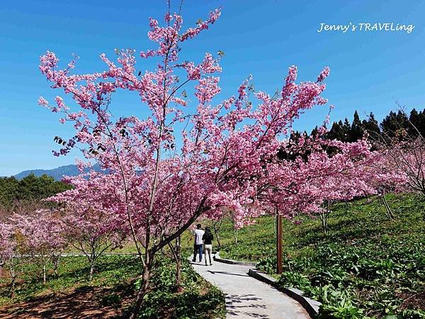 TW＊2019武陵櫻花季。福壽山農場千櫻園【雄獅旅行社參團心