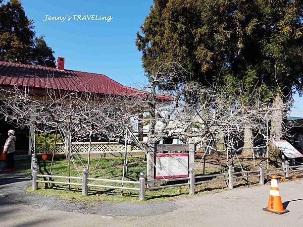 TW＊2019武陵櫻花季。福壽山農場千櫻園【雄獅旅行社參團心