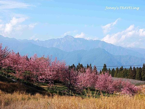 TW＊2019武陵櫻花季。福壽山農場千櫻園【雄獅旅行社參團心