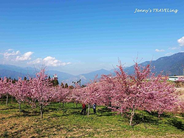 TW＊2019武陵櫻花季。福壽山農場千櫻園【雄獅旅行社參團心