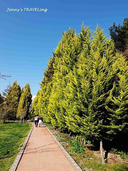 TW＊2019武陵櫻花季。福壽山農場千櫻園【雄獅旅行社參團心