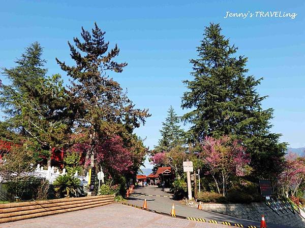 TW＊2019武陵櫻花季。梨山賓館住宿【雄獅旅行社參團心得】