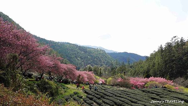 TW＊2019武陵櫻花季。武陵農場賞櫻趣【雄獅旅行社參團心得