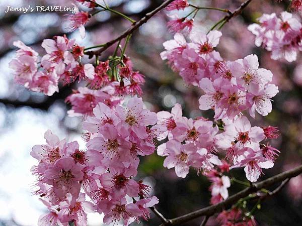 TW＊2019武陵櫻花季。武陵農場賞櫻趣【雄獅旅行社參團心得