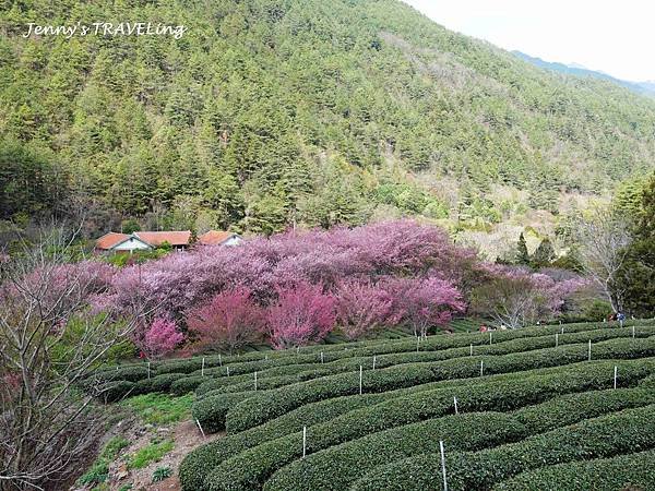 TW＊2019武陵櫻花季。武陵農場賞櫻趣【雄獅旅行社參團心得