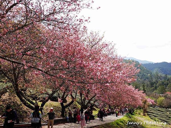 TW＊2019武陵櫻花季。武陵農場賞櫻趣【雄獅旅行社參團心得