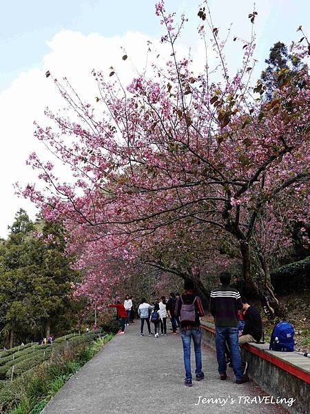 TW＊2019武陵櫻花季。武陵農場賞櫻趣【雄獅旅行社參團心得