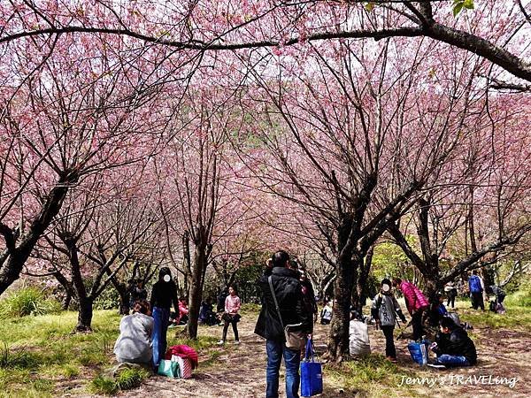 TW＊2019武陵櫻花季。武陵農場賞櫻趣【雄獅旅行社參團心得