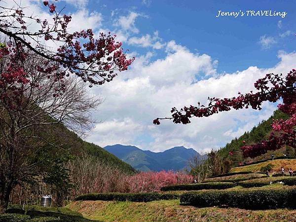 TW＊2019武陵櫻花季。武陵農場賞櫻趣【雄獅旅行社參團心得