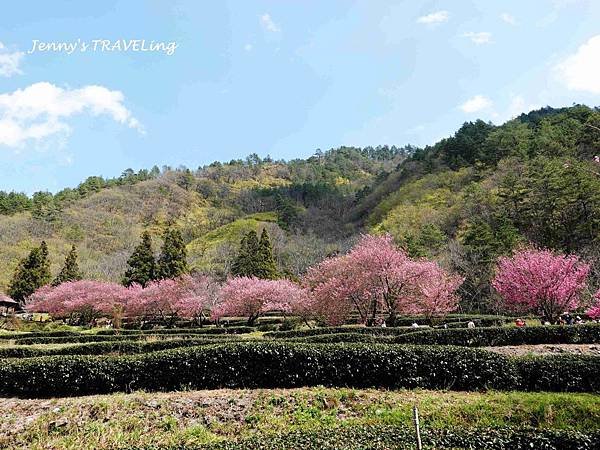 TW＊2019武陵櫻花季。武陵農場賞櫻趣【雄獅旅行社參團心得