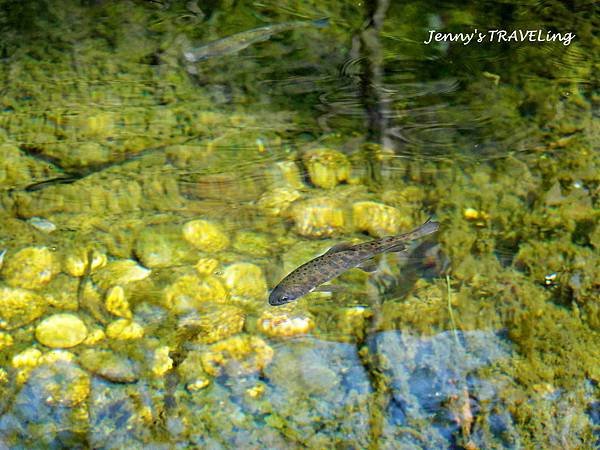 TW＊2019武陵櫻花季。武陵農場賞櫻趣【雄獅旅行社參團心得