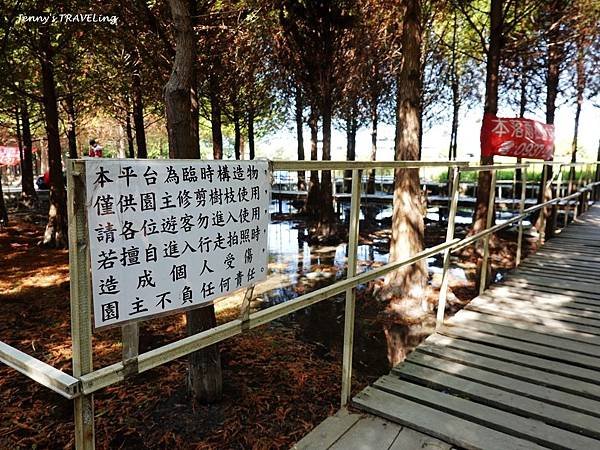 TW＊台中西屯區 中科落羽松－水陸落羽松一次滿足（2019年